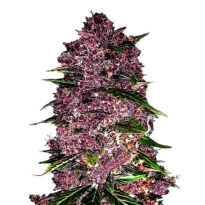 Thumbnail for Purple Lemonade Auto 88 89 90 5 seeds - Gelato Seeds