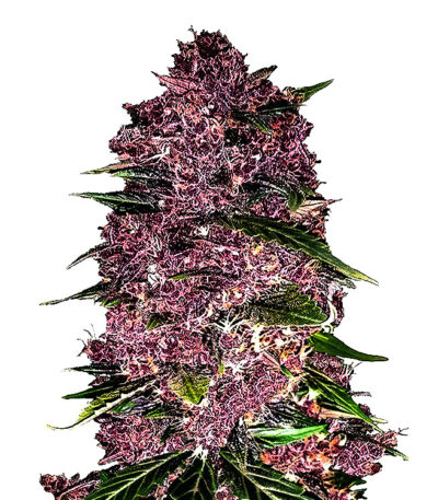 Thumbnail for Purple Lemonade Auto 88 89 90 5 seeds - Gelato Seeds