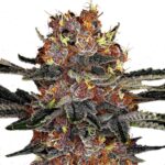Purple Punch autoflower seeds strain