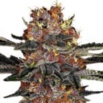 Purple Punch autoflower seeds strain