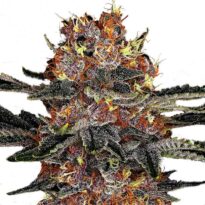 Purple Punch autoflower seeds strain