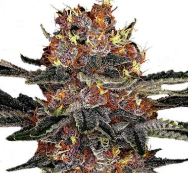 Purple Punch autoflower seeds strain