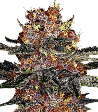Purple Punch autoflower seeds strain
