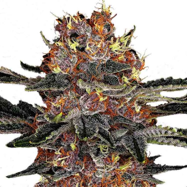 Purple Punch autoflower seeds strain