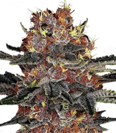 Purple Punch feminized cannabis seeds for sale