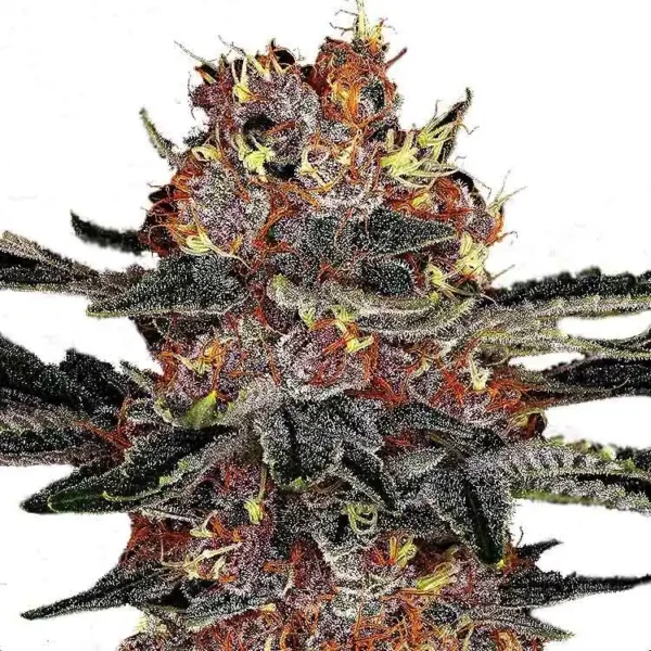 Purple Punch feminized cannabis seeds for sale