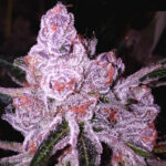 Purple Sunset Autoflower buds