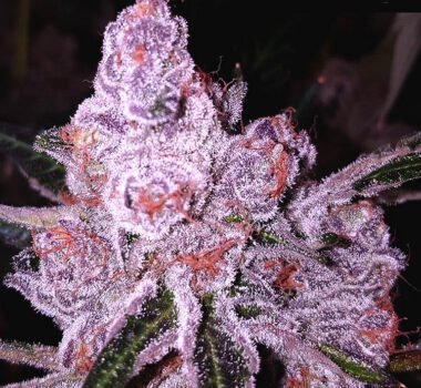 Purple Sunset Autoflower buds