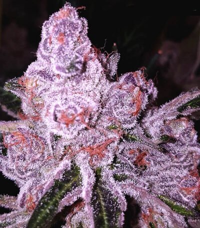 Purple Sunset Autoflower buds