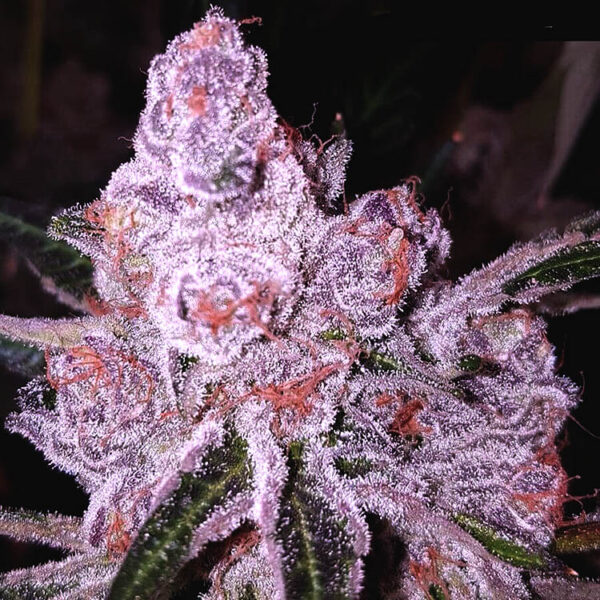 Purple Sunset Autoflower buds