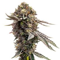 Purple Thai feminized seeds for sale