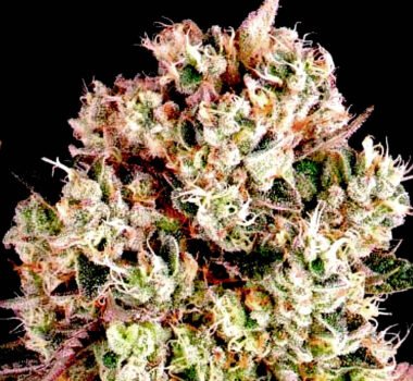 rainbow kush seeds strain