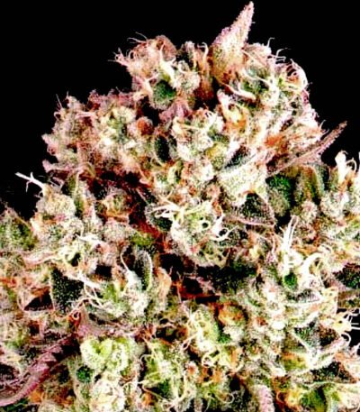 rainbow kush seeds strain