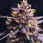 Red Kush autoflower strain. Appointed in dark purple and red overtones.
