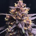 Red Kush autoflower strain. Appointed in dark purple and red overtones.
