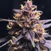 Red Kush autoflower strain. Appointed in dark purple and red overtones.