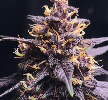 Red Kush autoflower strain. Appointed in dark purple and red overtones.