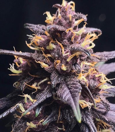 Red Kush autoflower strain. Appointed in dark purple and red overtones.