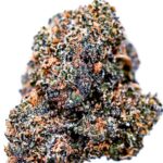 RS-11 or RS11 or Rainbow Sherbet #11 (feminized cannabis seeds)