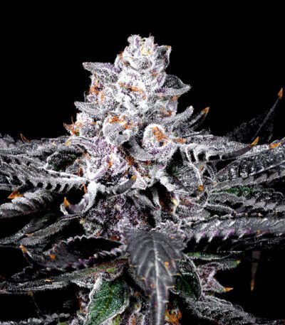 Strain: Rainbow Zoap: RS11 x Zoap