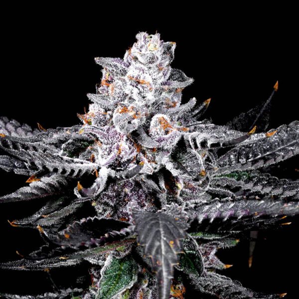 Strain: Rainbow Zoap: RS11 x Zoap