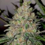 Runtz autoflower seeds strain