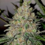 Runtz autoflower seeds strain