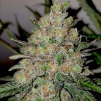 Runtz autoflower seeds strain