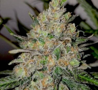 Runtz autoflower seeds strain