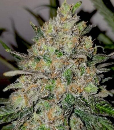 Runtz autoflower seeds strain