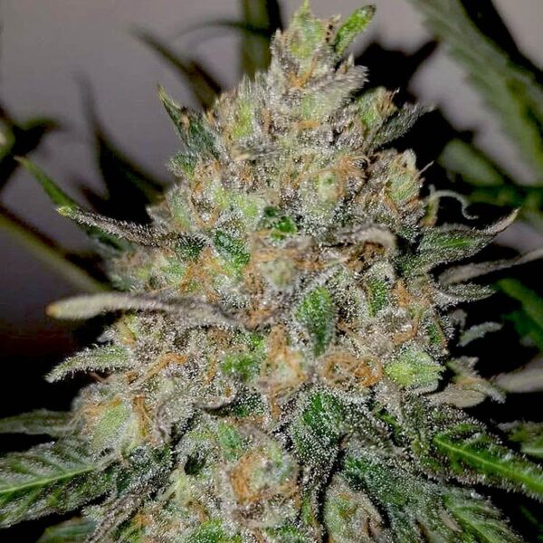 Runtz autoflower seeds strain