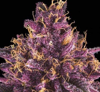 Sirius Black feminized cannabis seeds for sale