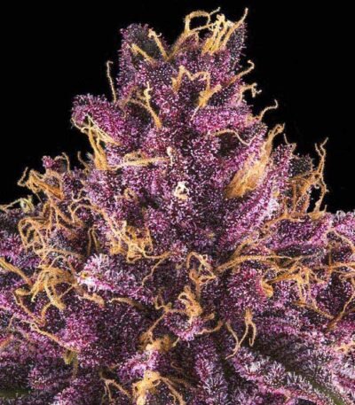 Sirius Black feminized cannabis seeds for sale