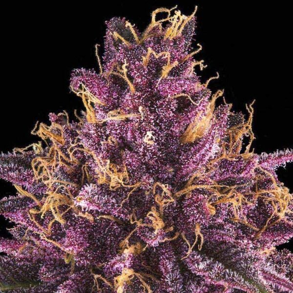 Sirius Black feminized cannabis seeds for sale