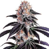 Sirius Black feminized cannabis seeds