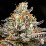 Image of Sleepy Joe OG 89 90 88 5 seeds - Gelato Seeds
