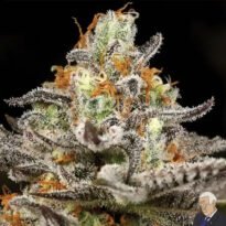 Image of Sleepy Joe OG 89 90 88 5 seeds - Gelato Seeds