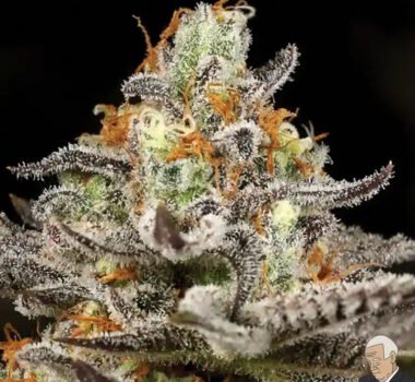 Image of Sleepy Joe OG 89 90 88 5 seeds - Gelato Seeds