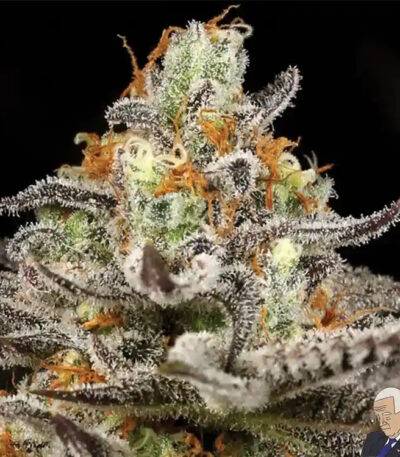 Image of Sleepy Joe OG 89 90 88 5 seeds - Gelato Seeds