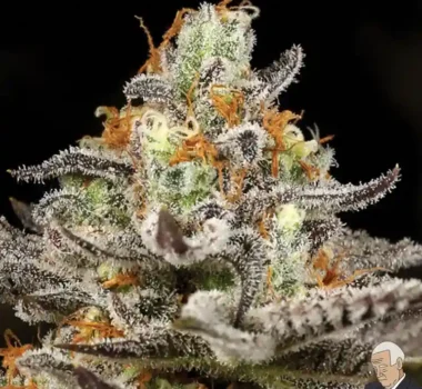 Sleepy Joe feminized cannabis seeds for sale