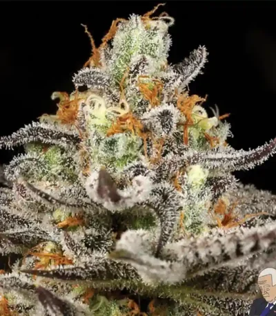 Sleepy Joe feminized cannabis seeds for sale