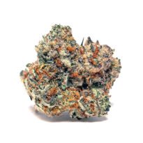 Slurricane seeds for sale-Slurricane #7 S1 In House Genetics