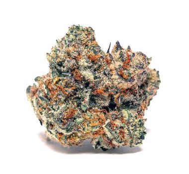 Slurricane seeds for sale-Slurricane #7 S1 In House Genetics