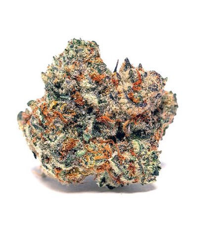 Slurricane seeds for sale-Slurricane #7 S1 In House Genetics