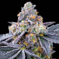 Spilt Paint seeds strain from Cookies Seed Bank
