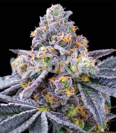 Spilt Paint seeds strain from Cookies Seed Bank