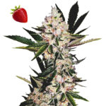 Strawberry Fields x Old School Haze