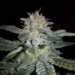 Thumbnail for Black Sugar Rose seeds 88 89 90 5 seeds - Gelato Seeds