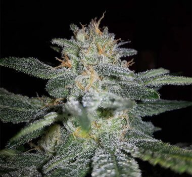 Sugar Black Rose feminized cannabis seeds for sale