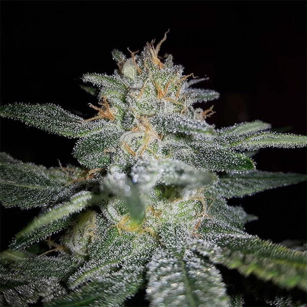 Sugar Black Rose feminized cannabis seeds for sale